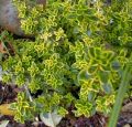 Macierzanka cytrynowa ‘Aurea’