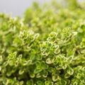 Macierzanka cytrynowa ‘Aurea’