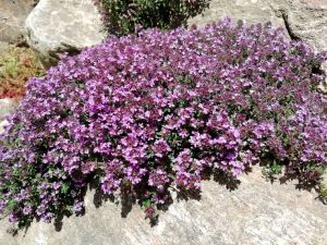 Thymian COCCINEUS