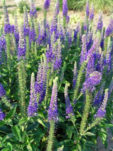 Ähriger Ehrenpreis RONICA BLUE