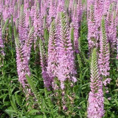 Ähriger Ehrenpreis RONICA FUCHSIA