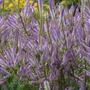 Veronicastrum virginicum ADORABLE
