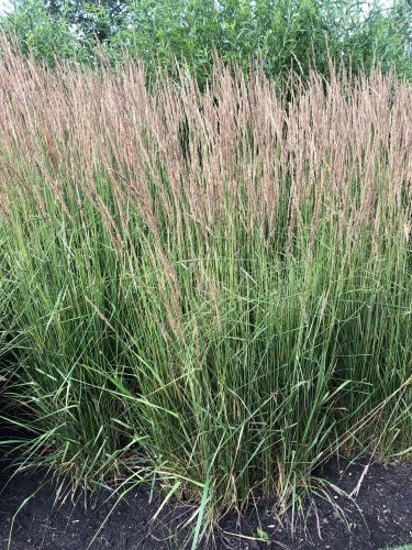 Miscanthus OVERDAM
