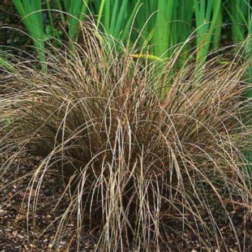 Segge BRONZITA