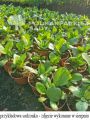 Bergenia Sercolistna SHOESHINE ROSE
