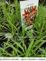 Liliowiec BLACK PRINCE