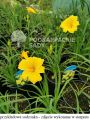Liliowiec Ogrodowy STELLA D'ORO