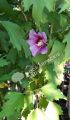 Hibiskus ARDENS