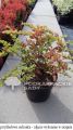 Berberys Thunberga GREEN CARPET