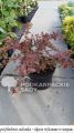 Berberys Thunberga RED CARPET