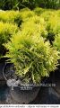 Thuja mirjam sadzonka