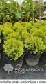 Thuja mirjam sadzonka