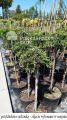 Jałowiec pospolity GREENMANTLE na pniu