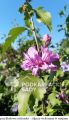 Hibiskus LAWENDOWY PEŁNY - szczepiony