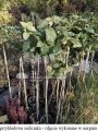 KALINA hordowina AUREOVARIEGATA SZCZEPIONA