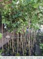 Kalina koralowa 'Compactum' na pniu
