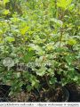 Kalina koralowa ROSEUM