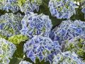 Hortensja 'Saxon Candy Heart Blue'