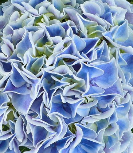Gartenhortensie  SAXON CANDY HEART BLUE