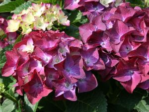 Gartenhortensie  HOT RED PURPLE