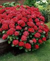 Hortensja Ogrodowa ROYAL RED