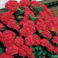 Hortensja Ogrodowa ROYAL RED