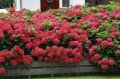 Hortensja Ogrodowa ROYAL RED