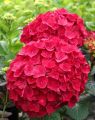 Hortensja Ogrodowa ROYAL RED