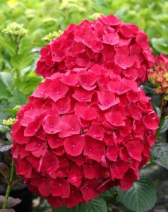 Gartenhortensie ROYAL RED