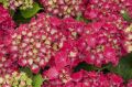 Hortensja Ogrodowa ROYAL RED