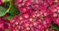 Hortensja Ogrodowa ROYAL RED