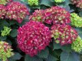 Hortensja Ogrodowa ROYAL RED