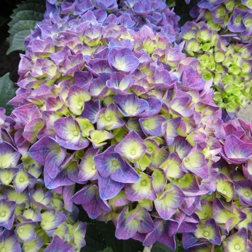 Gartenhortensie SARENA BLUE