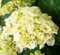 Hortensja Ogrodowa Saxon Bright White