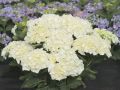 Hortensja Ogrodowa Saxon Bright White