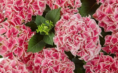 Gartenhortensie CANDY HEART PINK