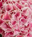 Hortensja Ogrodowa 'Candy Heart Pink'