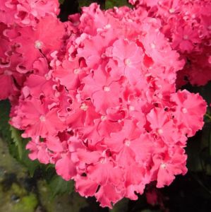 Gartenhortensie CURLY SPARKLE HOT PINK