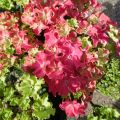 Hortensja Ogrodowa 'Curly Sparkle Hot Pink'