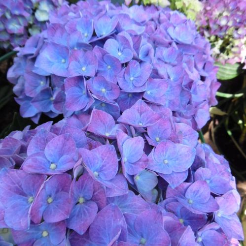 Gartenhortensie JIP BLUE