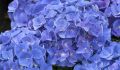 Hortensja Ogrodowa JIP BLUE