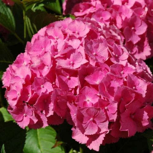 Gartenhortensie  JIP PINK
