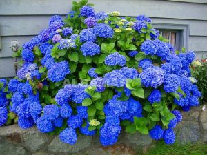 Gartenhortensie EARLY BLUE