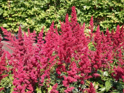 Spiraea ETNA