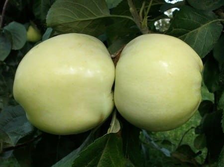 Apfel ANTONOWKA im Topf