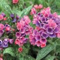 Miodunka 'Raspberry Splash'