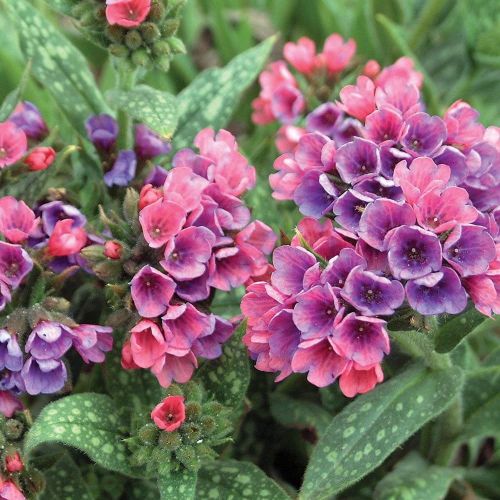 Pulmonaria RASPBERRY SPLASH