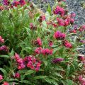 Miodunka 'Raspberry Splash'