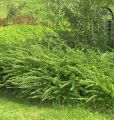 Suchodrzew Chiński 'Moss Green'