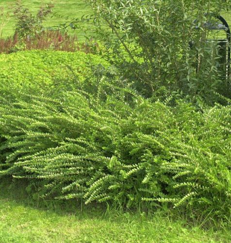 Chinesisches Geißblatt MOSS GREEN